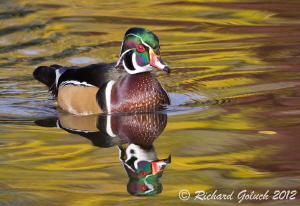 Wood Duck Drake reflection-Colorado by Richard Goluch 